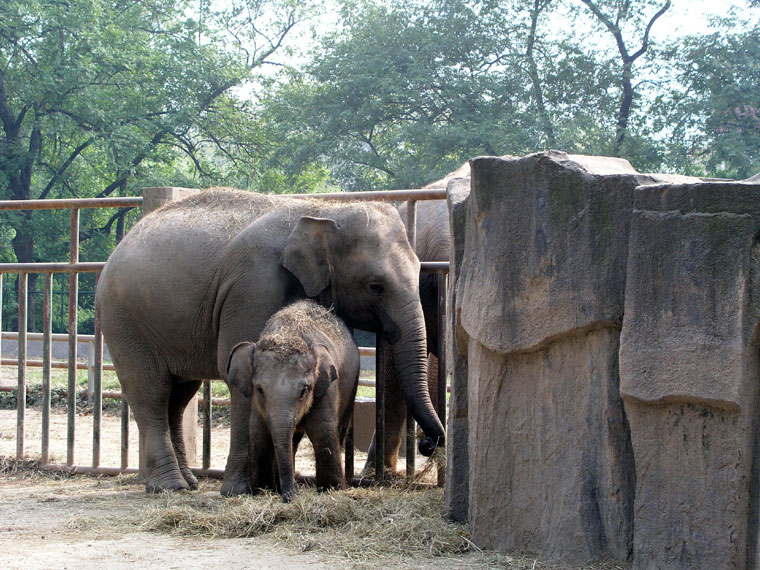 上海動物園亞洲象展區