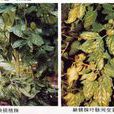 黃化現象 黃化現象
