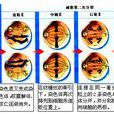 配子減數分裂 配子減數分裂