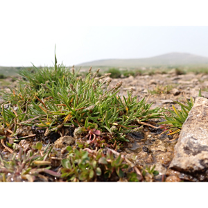 Phippsia algida