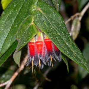 Ceratostema lanigerum