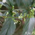 白花石蠶 白花石蠶