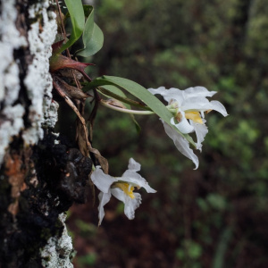 Rhynchostele galeottiana