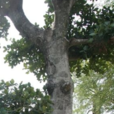 膠木屬 膠木屬