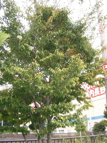 太魯閣鵝耳櫪(太魯閣千金榆) 太魯閣鵝耳櫪(太魯閣千金榆)