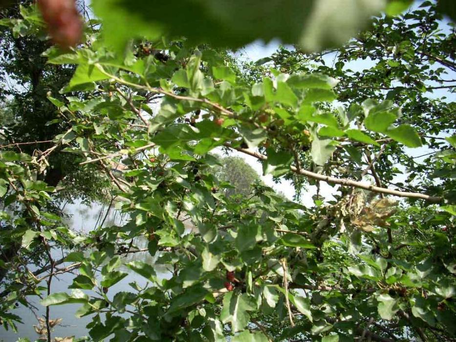 波羅蜜葉(植物物種) 波羅蜜葉(植物物種)
