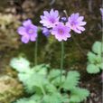 香花報春 香花報春