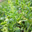 定結毛茛 定結毛茛