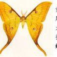 黃尾大蠶蛾 黃尾大蠶蛾