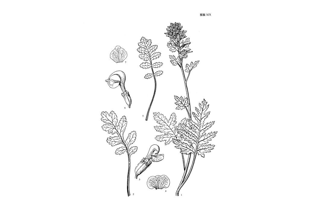 華中馬先蒿
