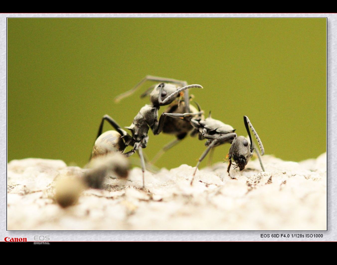 草根螞蟻