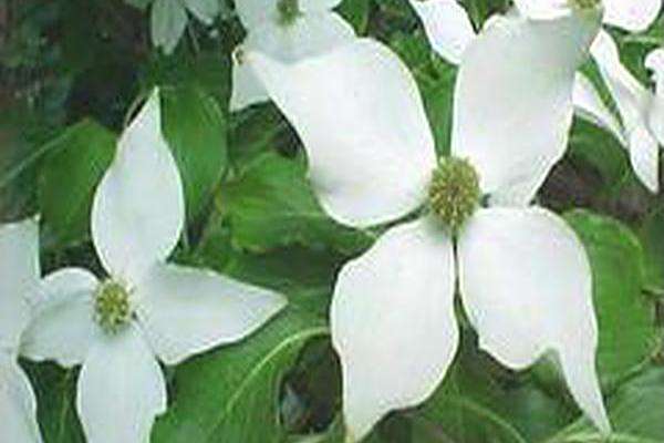 Cornus kousa var. chinensis Cornus kousa var. chinensis