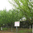 駱駝坳村 駱駝坳村
