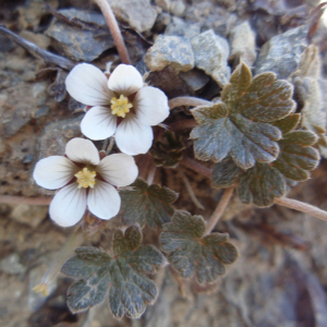 Geranium brevicaule