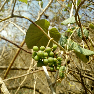 Ampelocissus acapulcensis