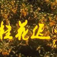 金秋桂花遲