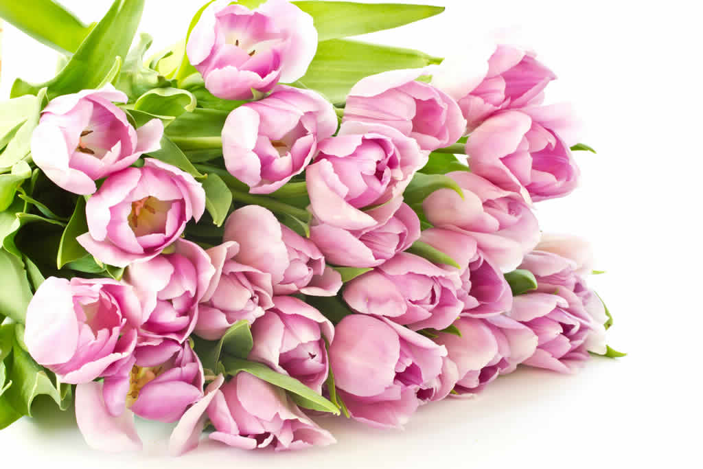 高清粉色鬱金香花束圖片