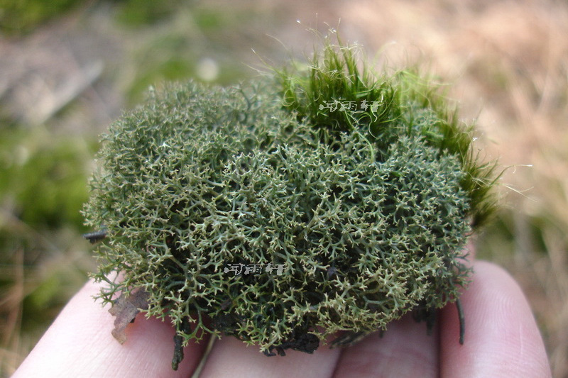 絨苔科 絨苔科