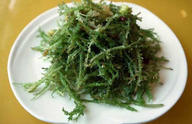 菖蒲鹿角菜