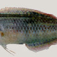 小海豬魚