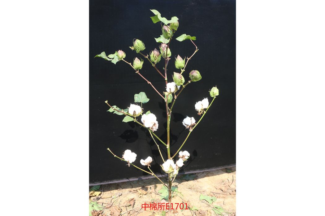 中棉所EM1701 中棉所EM1701