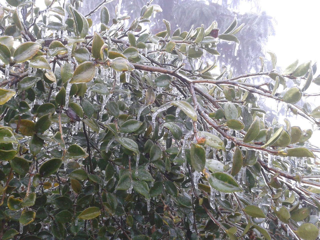 冰凍的油茶樹