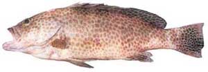 網紋石斑魚