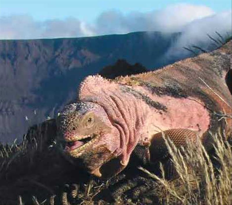 粉紅色鬣蜥