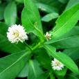 蓮子草(蓮子菜) 蓮子草(蓮子菜)
