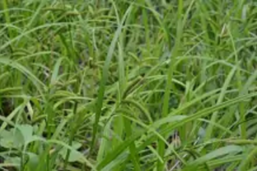 川東薹草 川東薹草