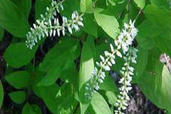 Itea virginica \x27Saturnalia\x27 Itea virginica \x27Saturnalia\x27