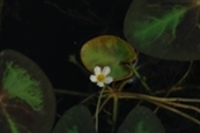小荇菜 小荇菜
