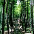 青雲湖國家森林公園