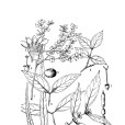 浙皖虎刺 浙皖虎刺