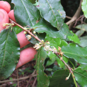 Erythroxylum cuspidifolium