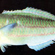 紫錦魚