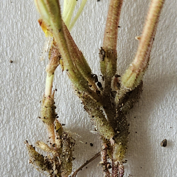 Pistorinia breviflora
