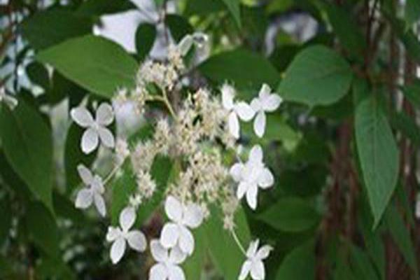 Hydrangea heteromalla
