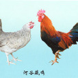 河谷藏雞 河谷藏雞