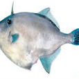 耗兒魚 耗兒魚
