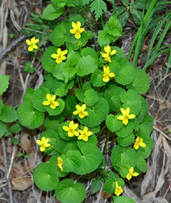 雙花堇菜(中藥名) 雙花堇菜(中藥名)