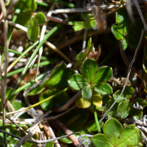 Geranium brevicaule