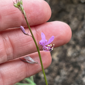 Cleome macrophylla