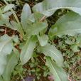 羊蹄(酸模屬植物) 羊蹄(酸模屬植物)