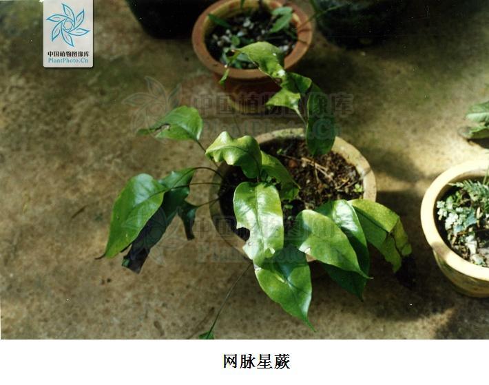 網脈星蕨 網脈星蕨