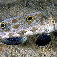 雙斑顯色蝦虎魚(四眼古B) 雙斑顯色蝦虎魚(四眼古B)