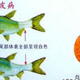白皮病 白皮病