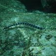 裂須海蛇