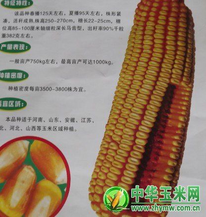 金玉339 金玉339