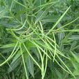 水甘草屬 水甘草屬